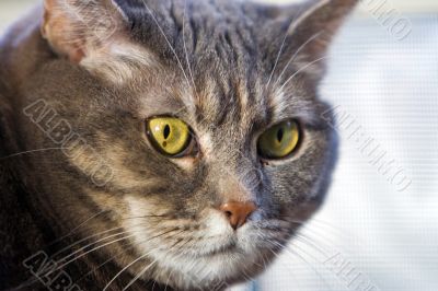 Cat`s green eye