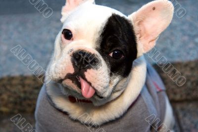 Cute Fench Bulldog