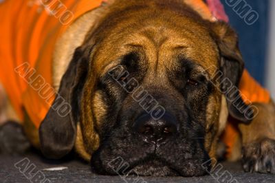 English Mastiff