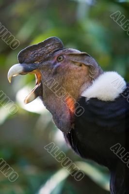 Andean Condor