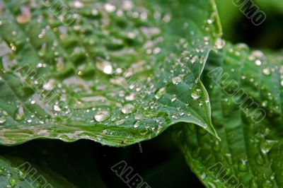 Leaves with water drops