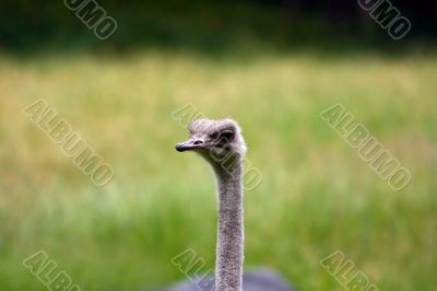 Cute Ostrich face