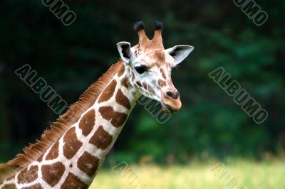Cute Giraffe face
