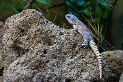Lizzard on rock