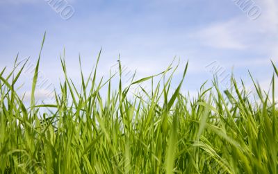 Green grass on a background of the sky