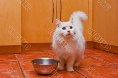 White cat waiting for food