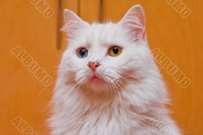 Bi-colored eye white cat