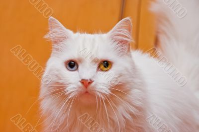 Bicolored eye white cat