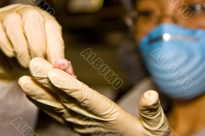 Scientist with baby mouse