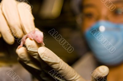 Scientist with baby mouse