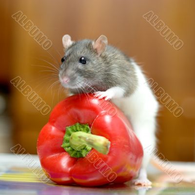 Rat with pepper