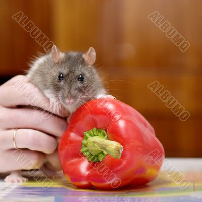 Rat and pepper
