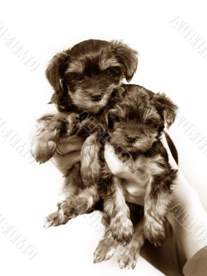 Yorkshire terrier