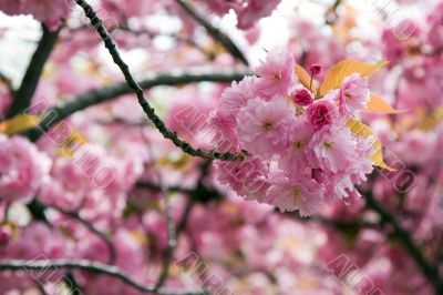 Cherry blossom