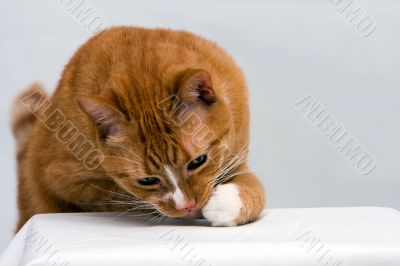 Curious cat