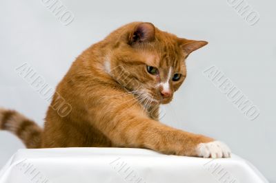 Curious cat