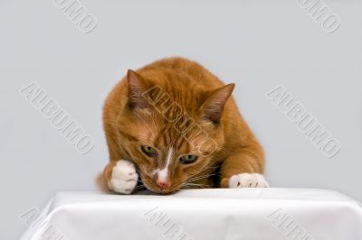 Curious cat