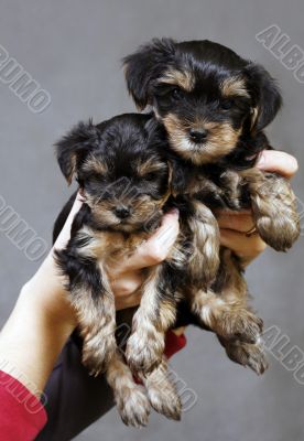 Yorkshire terrier