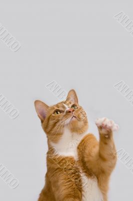 Cute cat