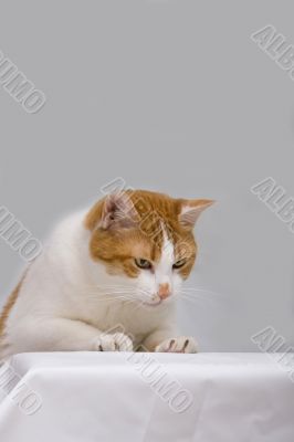Curious cat