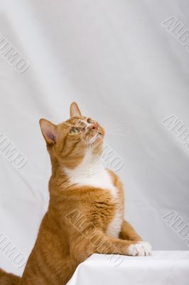 Curious cat