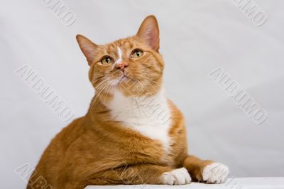 Cute cat