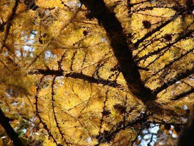 Autumn landscape