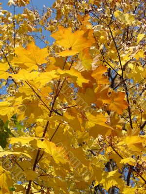 Autumn Landscape