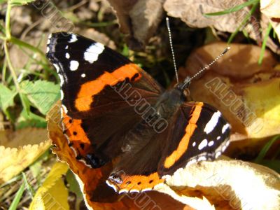 The big beautiful butterfly