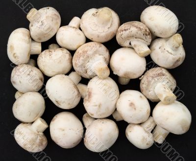 champignons
