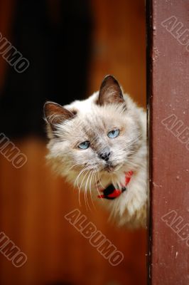 curious old cat