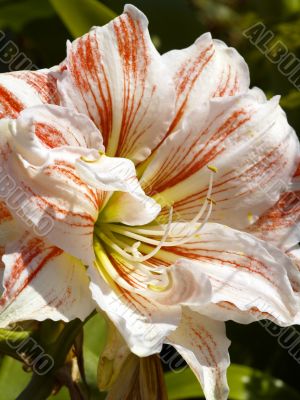 lily blossom