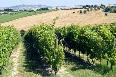 Marche - Vineyards