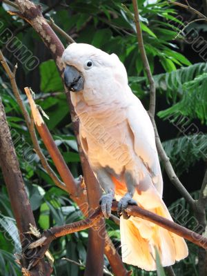 light colored parrot in a tree
