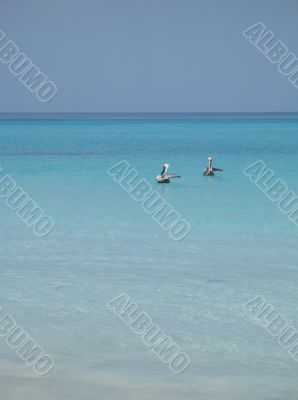 pelicans on the turquoise water