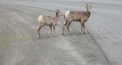 wild goats running