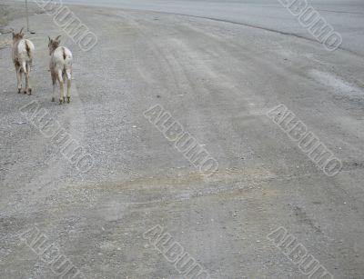 brown wild goats running