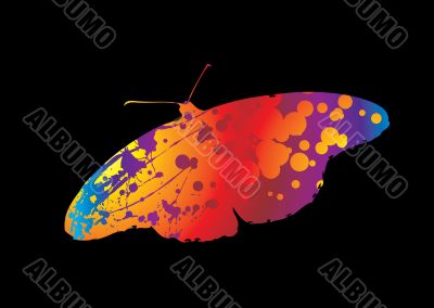 bright butterfly