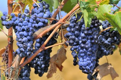 Blue grapes