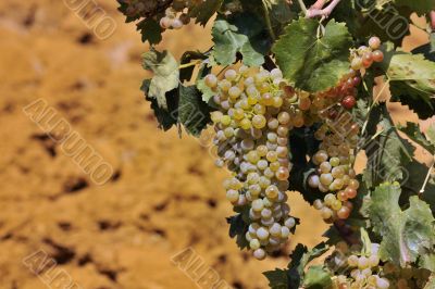 White grapes