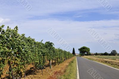 Italian vineyard near the road