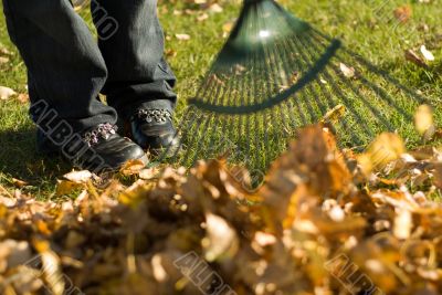 Raking Leaves