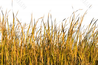 Isolated Grass