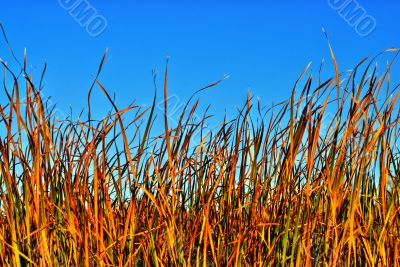 Reeds