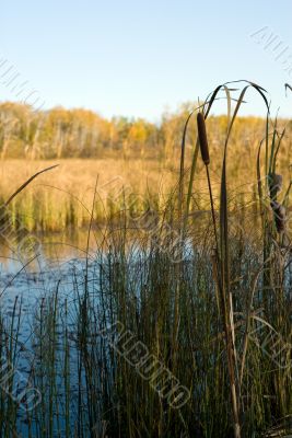 Bullrushes
