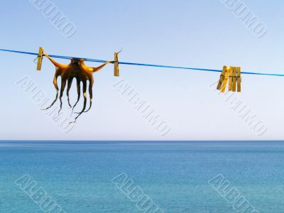 cuttlefish