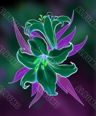 Two lilies illustration