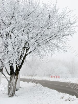 winter fog