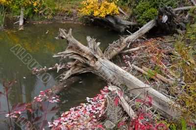 Beaver Pond