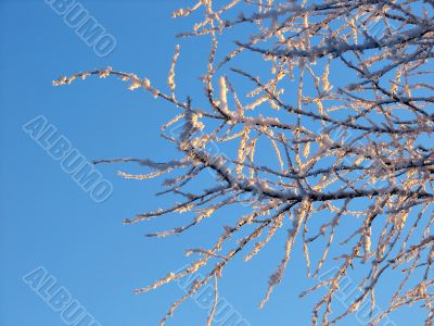 winter branches in rime
